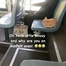 Oh hello little bnuuy and why are you on the bus even!
